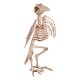 Squelette Ave 21 X 30 cm.