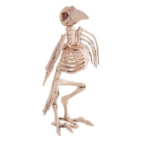 Squelette Ave 21 X 30 cm.