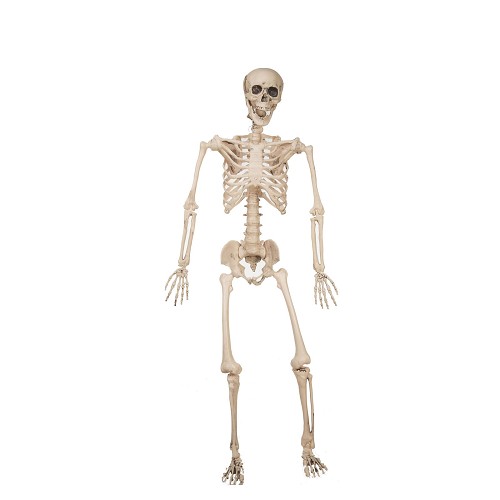Esqueleto 120 Cm
